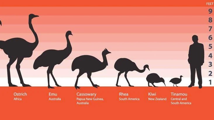 0emu.jpg